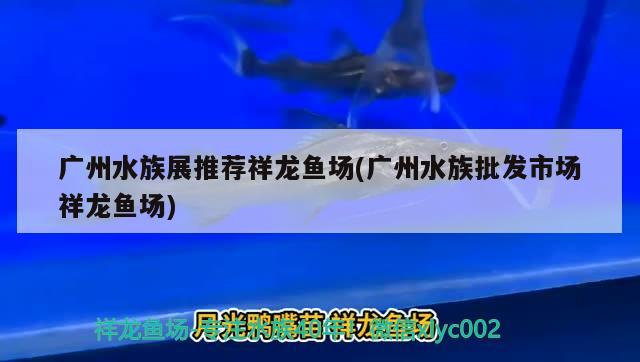 广州水族展推荐祥龙鱼场(广州水族批发市场祥龙鱼场)