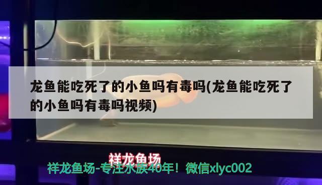 龙鱼能吃死了的小鱼吗有毒吗(龙鱼能吃死了的小鱼吗有毒吗视频)