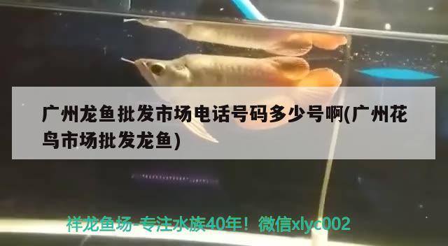 哈尔滨海水观赏鱼店在哪：哈尔滨观赏鱼进货渠道 广州水族批发市场 第2张