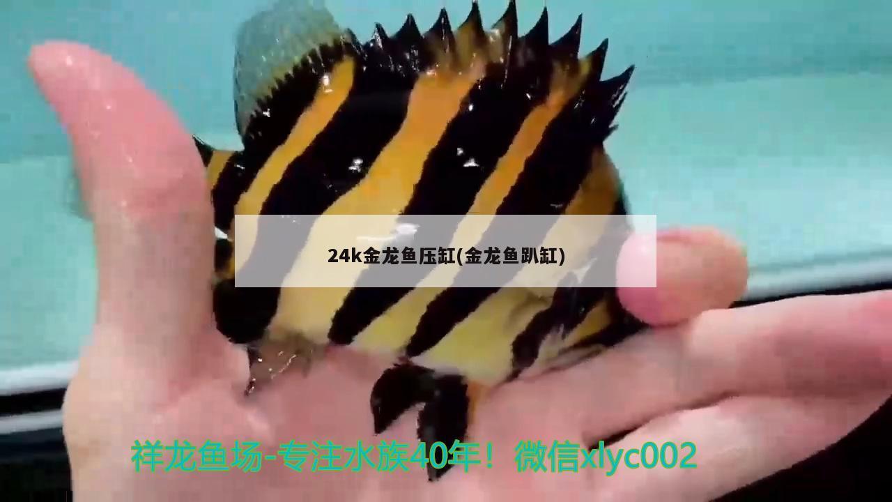 24k金龙鱼压缸(金龙鱼趴缸)