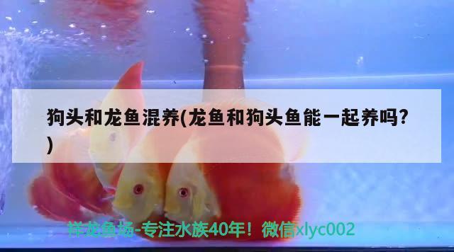 雷山县达地水族乡佳龙传统手工粉店 全国水族馆企业名录 第3张