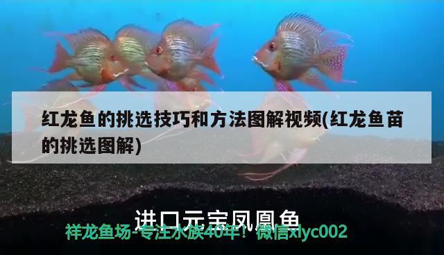 红龙鱼的挑选技巧和方法图解视频(红龙鱼苗的挑选图解) 玫瑰银版鱼