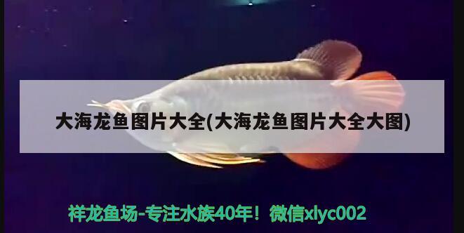 1米8鱼缸需要氧气泵吗，1米8的鱼缸用多大的氧气泵 养鱼知识 第3张