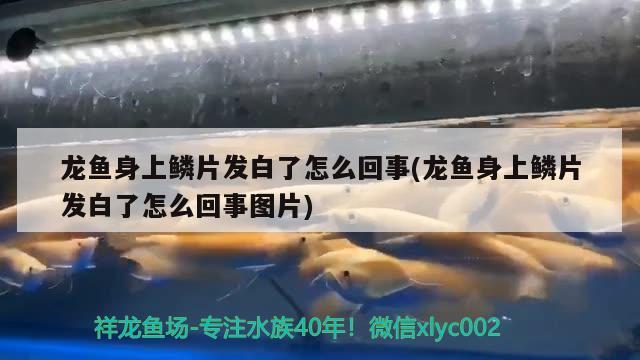 龙鱼身上鳞片发白了怎么回事(龙鱼身上鳞片发白了怎么回事图片)