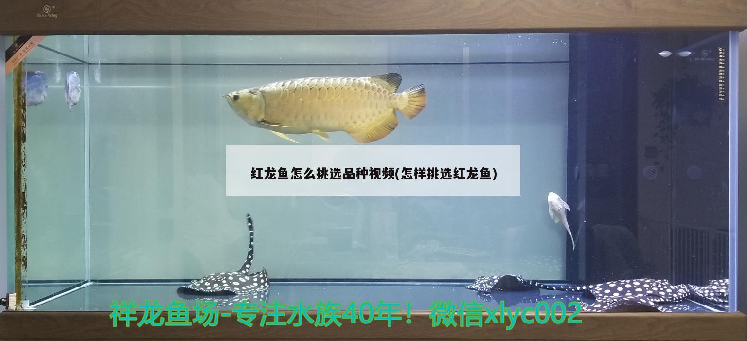 红龙鱼怎么挑选品种视频(怎样挑选红龙鱼) 帝王迷宫