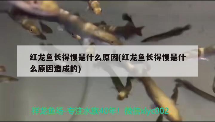 红龙鱼长得慢是什么原因(红龙鱼长得慢是什么原因造成的) 黄金河虎鱼