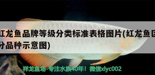 红龙鱼品牌等级分类标准表格图片(红龙鱼区分品种示意图)