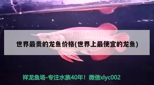 朝阳二手鱼缸转让电话地址在哪里（朝阳百姓网二手鱼缸） 黄金斑马鱼 第2张