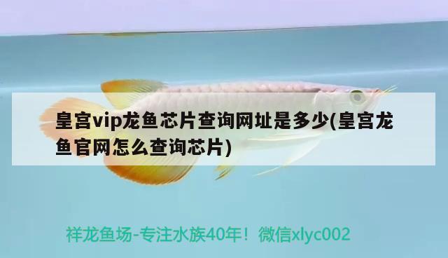 皇宫vip龙鱼芯片查询网址是多少(皇宫龙鱼官网怎么查询芯片)