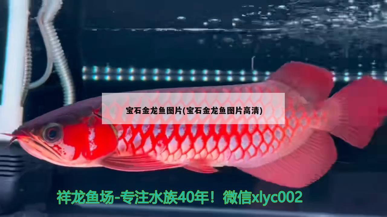 宝石金龙鱼图片(宝石金龙鱼图片高清) 水族灯（鱼缸灯）