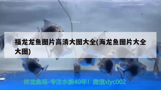 福龙龙鱼图片高清大图大全(海龙鱼图片大全大图)