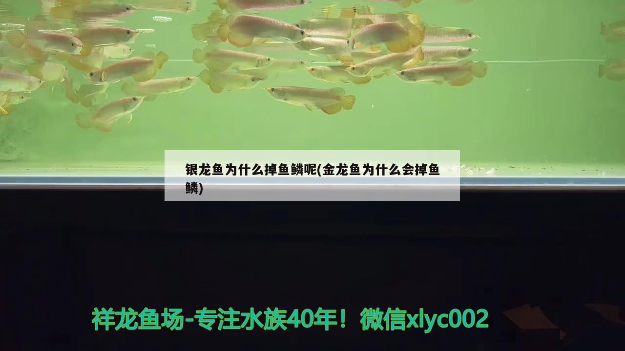 古典翡翠金龙鱼价格(古典翡翠金龙鱼价格多少) 南美异型鱼