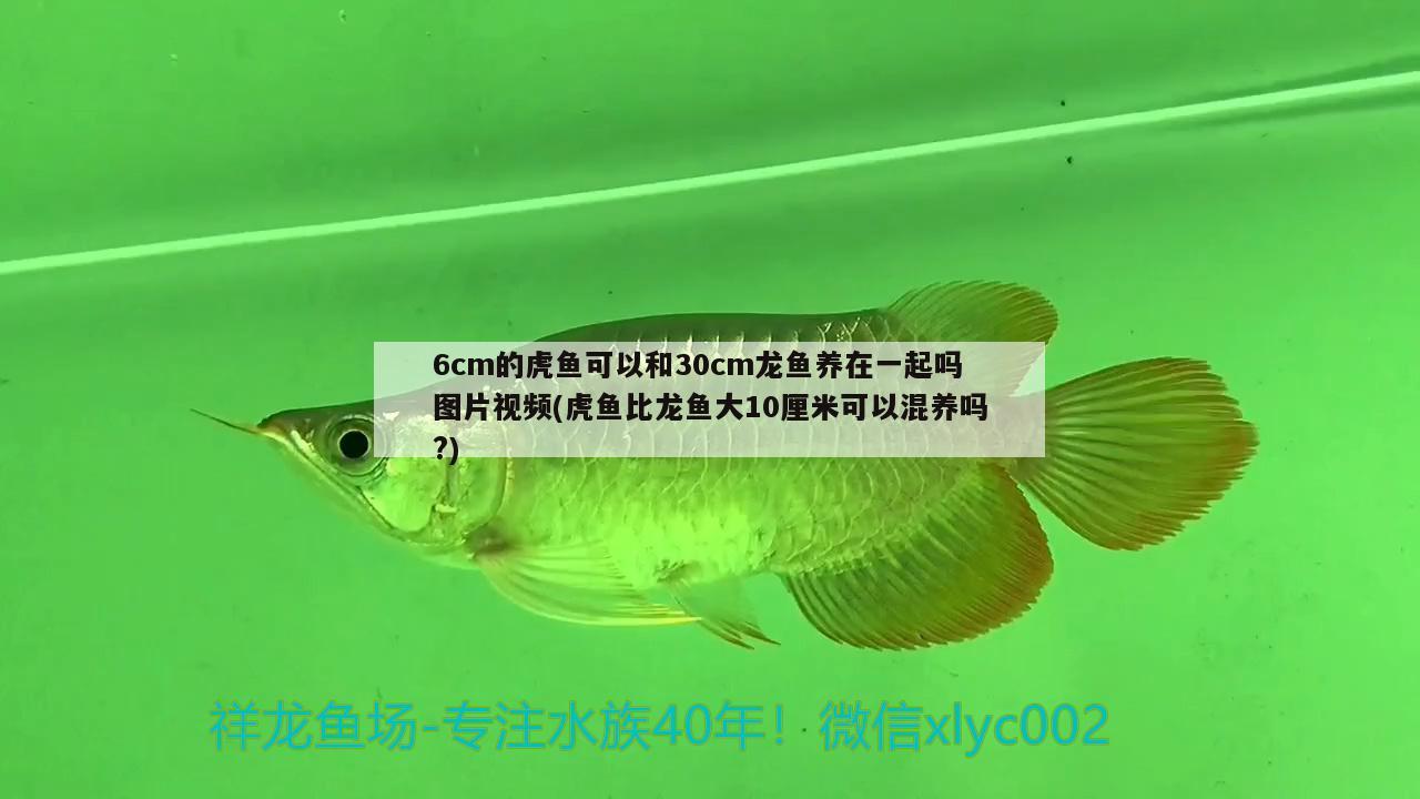 6cm的虎鱼可以和30cm龙鱼养在一起吗图片视频(虎鱼比龙鱼大10厘米可以混养吗?)