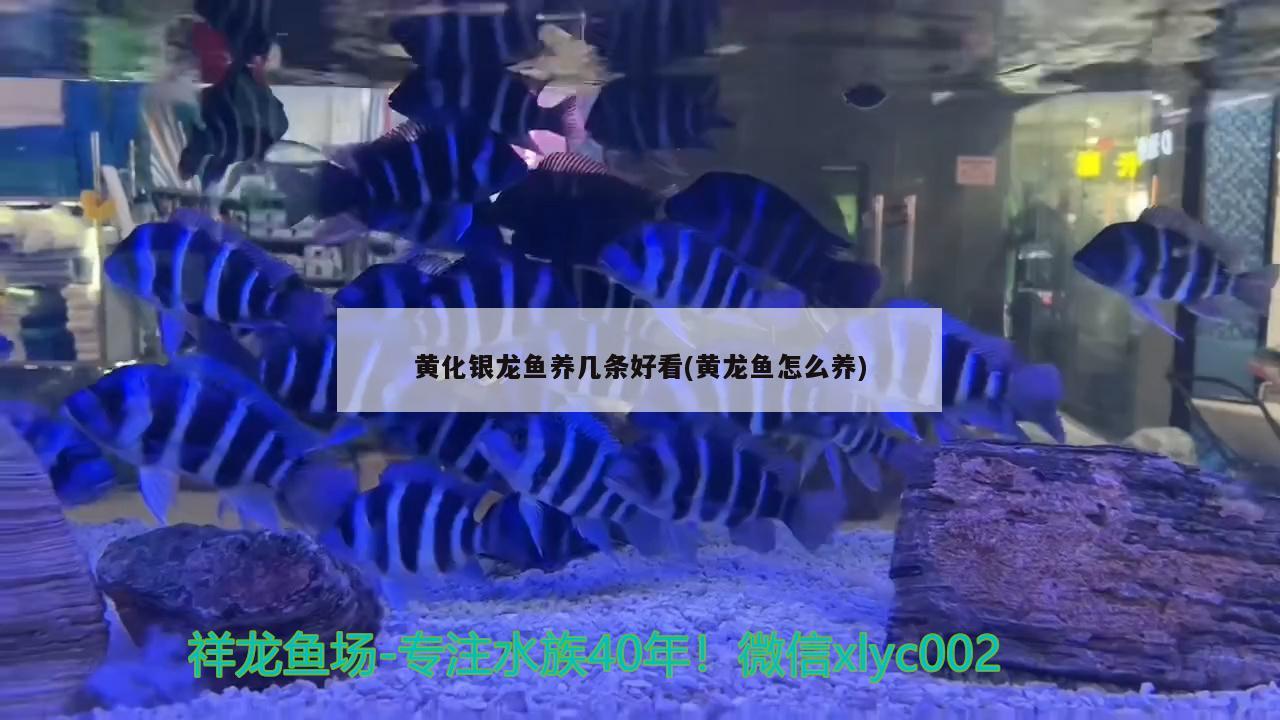 黄化银龙鱼养几条好看(黄龙鱼怎么养) 银龙鱼