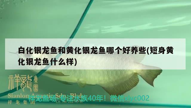 养金龙鱼24小时开着灯照可以吗（金龙鱼灯光摆放位置） 赤焰中国虎鱼