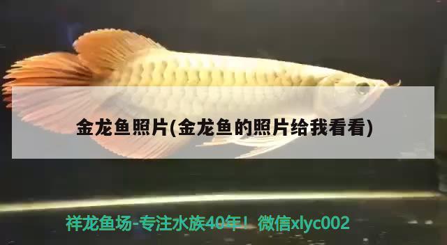 金龙鱼照片(金龙鱼的照片给我看看) 观赏鱼水族批发市场