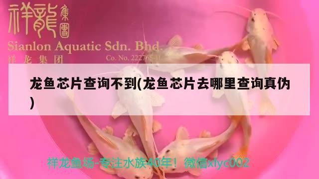 龙鱼芯片查询不到(龙鱼芯片去哪里查询真伪) 成吉思汗鲨（球鲨）鱼