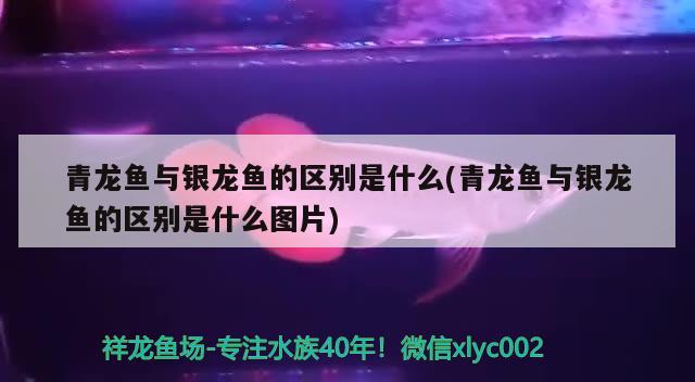 青龙鱼与银龙鱼的区别是什么(青龙鱼与银龙鱼的区别是什么图片) 青龙鱼