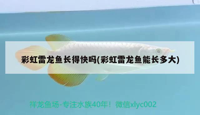 彩虹雷龙鱼长得快吗(彩虹雷龙鱼能长多大) 其它水族用具设备