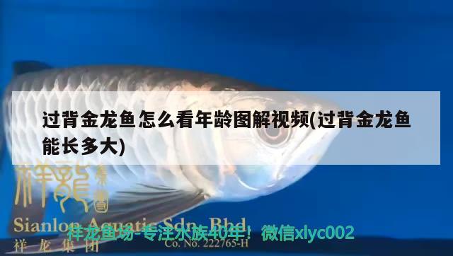 红龙鱼混养最佳伴侣鱼是什么品种(红龙鱼的最佳配鱼) 羽毛刀鱼苗