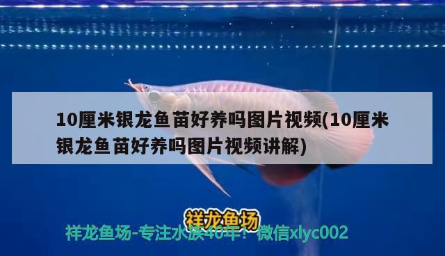 10厘米银龙鱼苗好养吗图片视频(10厘米银龙鱼苗好养吗图片视频讲解)