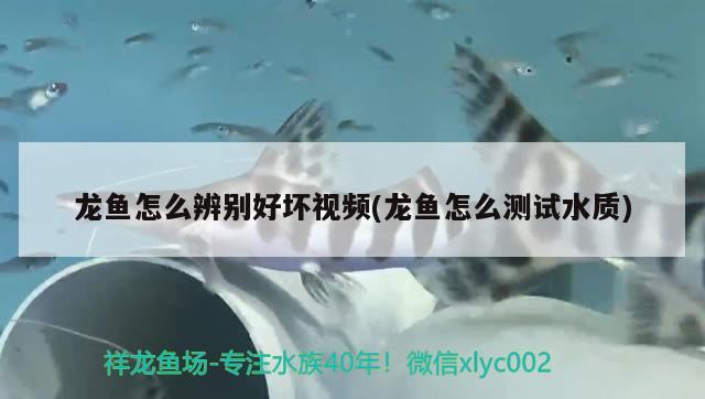 孔雀鱼可以晒太阳吗晒多长时间合适 委内瑞拉奥里诺三间鱼苗 第2张