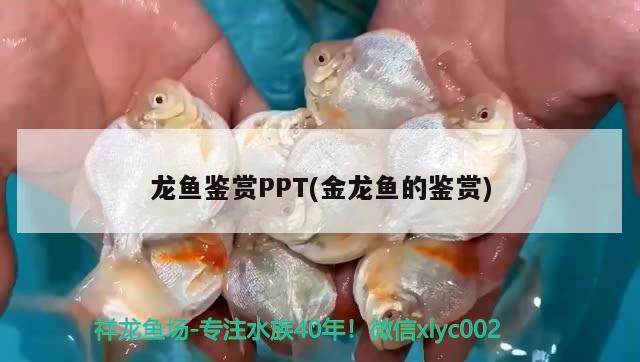 龙鱼鉴赏PPT(金龙鱼的鉴赏)