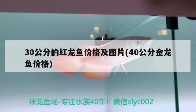 30公分的红龙鱼价格及图片(40公分金龙鱼价格) 朱巴利鱼苗