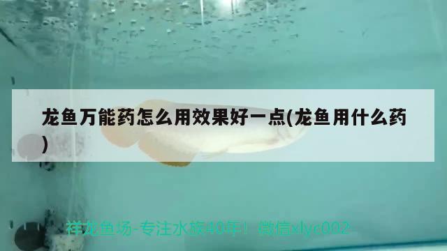 24k金龙鱼什么意思啊网络用语怎么说(网络语金龙鱼是什么意思) 胭脂孔雀龙鱼