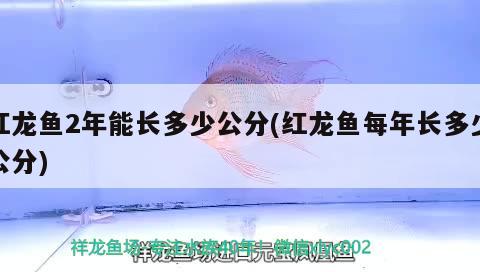 红龙鱼2年能长多少公分(红龙鱼每年长多少公分) 黄金斑马鱼