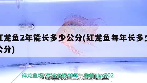 红龙鱼2年能长多少公分(红龙鱼每年长多少公分)