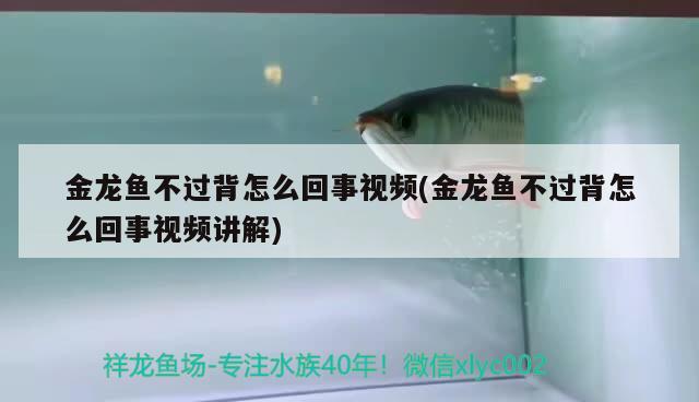 金龙鱼不过背怎么回事视频(金龙鱼不过背怎么回事视频讲解) 肺鱼