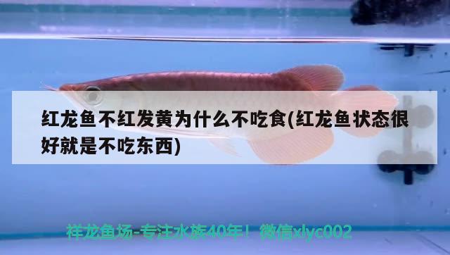 红龙鱼不红发黄为什么不吃食(红龙鱼状态很好就是不吃东西) 短身红龙鱼
