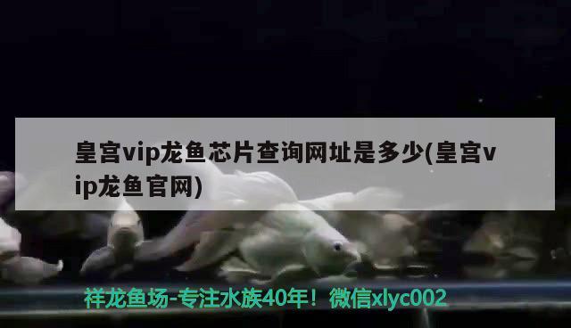 皇宫vip龙鱼芯片查询网址是多少(皇宫vip龙鱼官网)