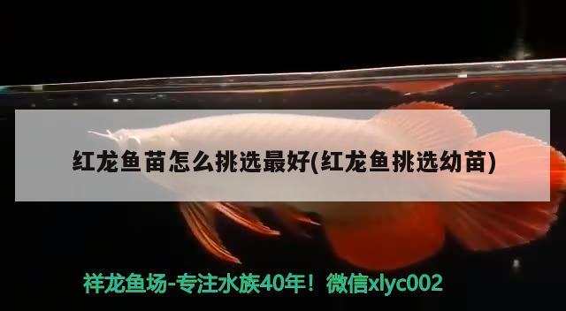 红龙鱼苗怎么挑选最好(红龙鱼挑选幼苗) 观赏鱼水族批发市场