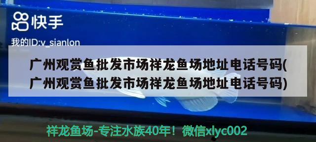 广州观赏鱼批发市场祥龙鱼场地址电话号码(广州观赏鱼批发市场祥龙鱼场地址电话号码) 观赏鱼批发 第2张