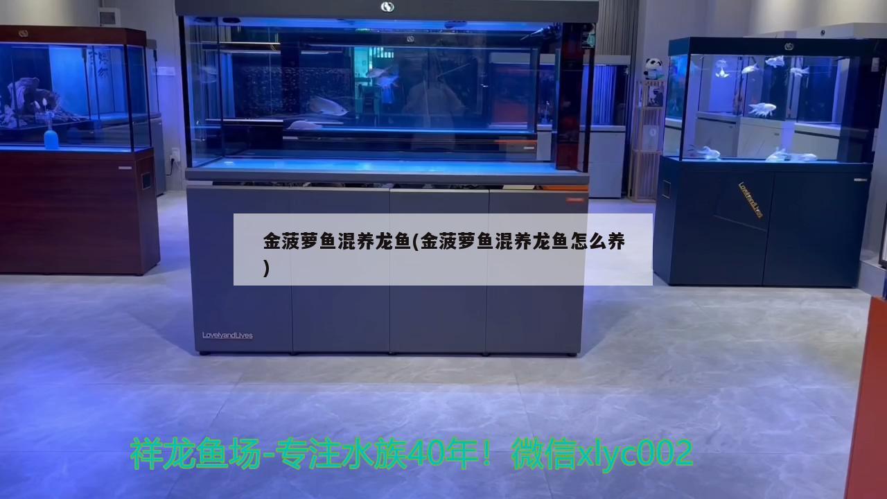 金菠萝鱼混养龙鱼(金菠萝鱼混养龙鱼怎么养)