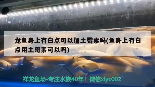 观赏鱼鱼缸灯晚上要关吗为什么(鱼缸的鱼晚上要关灯吗) 祥禾Super Red红龙鱼 第1张