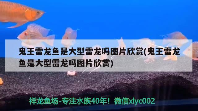 红龙鱼的介绍视频教程图片(红龙鱼图解) 定时器/自控系统