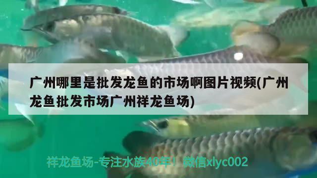 诸暨鱼缸定制厂家（海鲜鱼缸定制厂家）