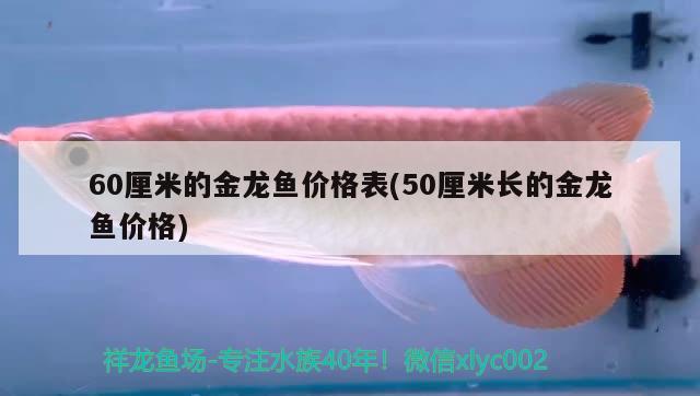 60厘米的金龙鱼价格表(50厘米长的金龙鱼价格) 一眉道人鱼苗