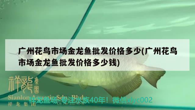 广州花鸟市场金龙鱼批发价格多少(广州花鸟市场金龙鱼批发价格多少钱) 龙鱼批发