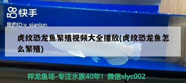 虎纹恐龙鱼繁殖视频大全播放(虎纹恐龙鱼怎么繁殖) 杰西卡恐龙鱼