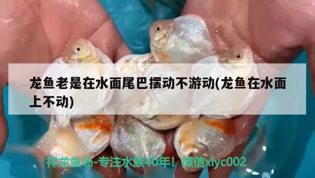 天津市西青区新视界水族用品店 水族用品 第1张