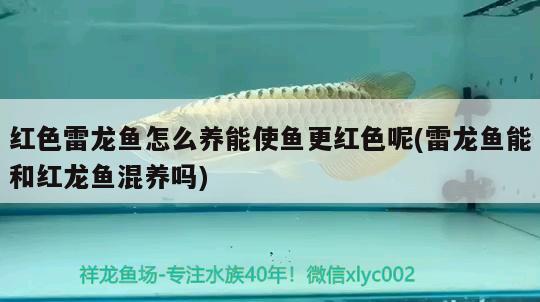 旧金山黄钻水虎怎么看品相，阿拉瓜亚水虎与旧金山黄钻区别 食人鱼（水虎） 第1张