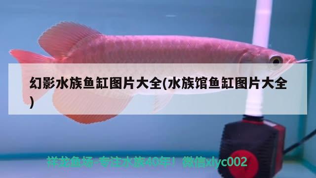 幻影水族鱼缸图片大全(水族馆鱼缸图片大全) 赤荔凤冠鱼