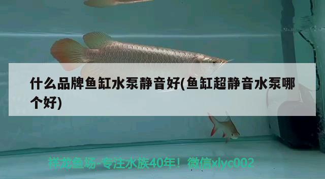 什么品牌鱼缸水泵静音好(鱼缸超静音水泵哪个好) 鱼缸水泵