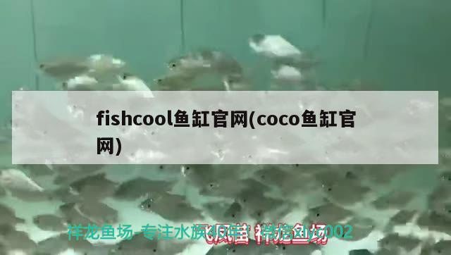 fishcool鱼缸官网(coco鱼缸官网) 红老虎鱼