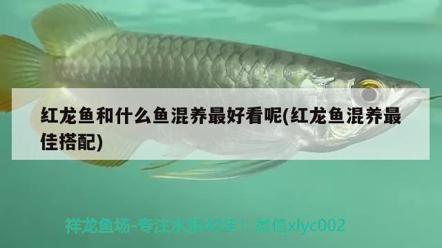 红龙鱼和什么鱼混养最好看呢(红龙鱼混养最佳搭配) 泰庞海鲢鱼 第2张