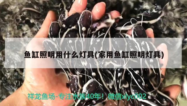 鱼缸照明用什么灯具(家用鱼缸照明灯具) 虎纹银版鱼